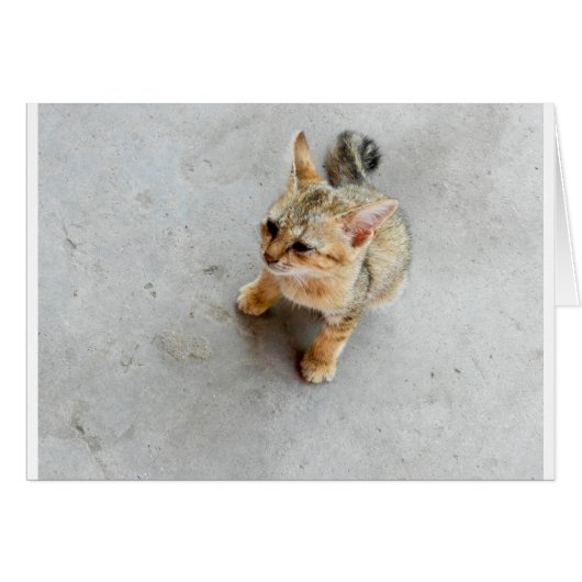Cute wild cat kitten cards (Front Horizontal)