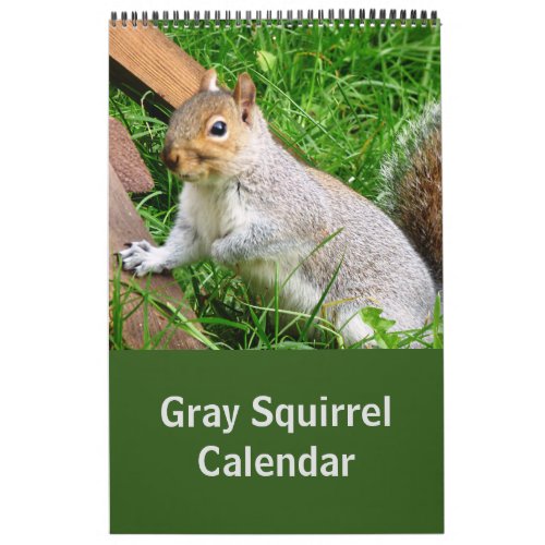 Cute Wild Gray Squirrel UK  Calendar