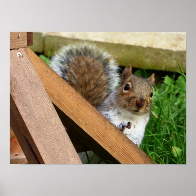 Cute Wild Grey Squirrel (UK ) Poster (Front)