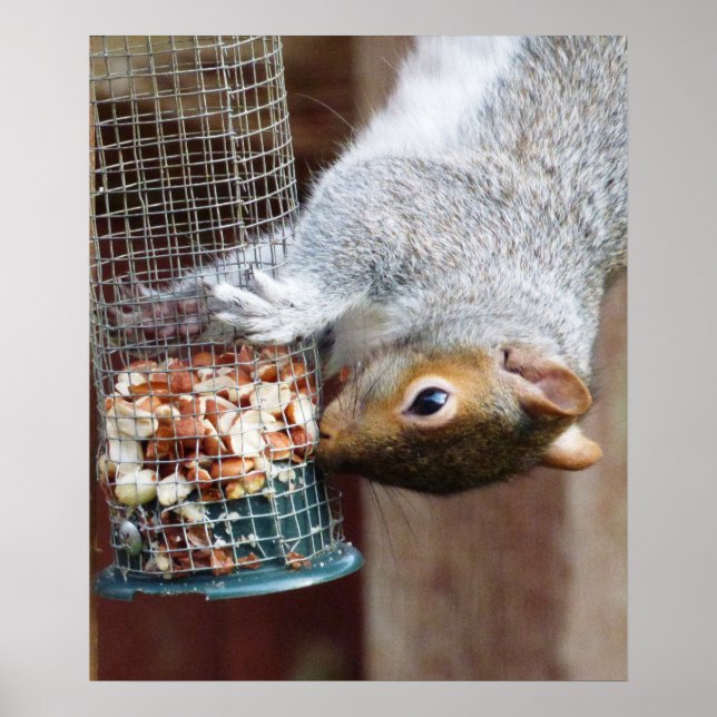 Cute Wild Grey Squirrel (UK ) Poster (Front)
