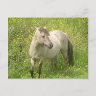 Cute Wild Horse DIY Postcard