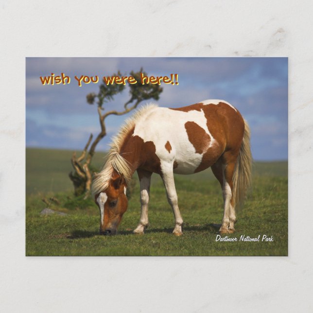 Cute Wild Pony in Dartmoor National Park Postcard (Front)