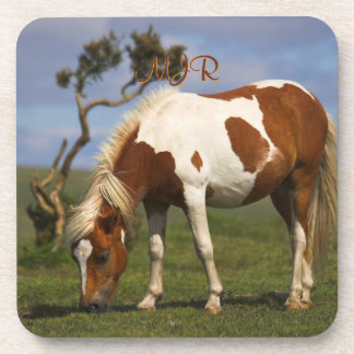 Cute Wild Pony on Dartmoor Drink Coaster