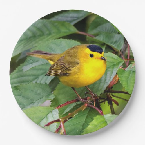 Cute Wilsons Warbler Songbird in the Cherry Tree Paper Plates