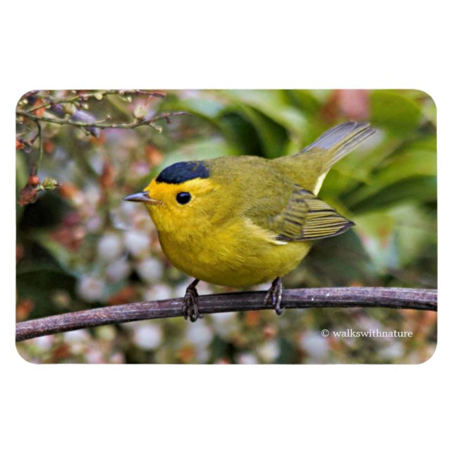 Cute Wilson's Warbler Songbird on the Grapevine Magnet (Horizontal)