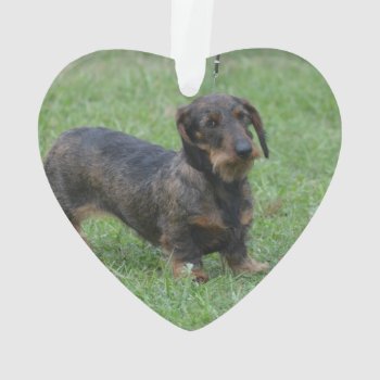 Cute Wire Haired Dachshund Ornament by DogPoundGifts at Zazzle