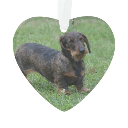 Cute Wire Haired Dachshund Ornament