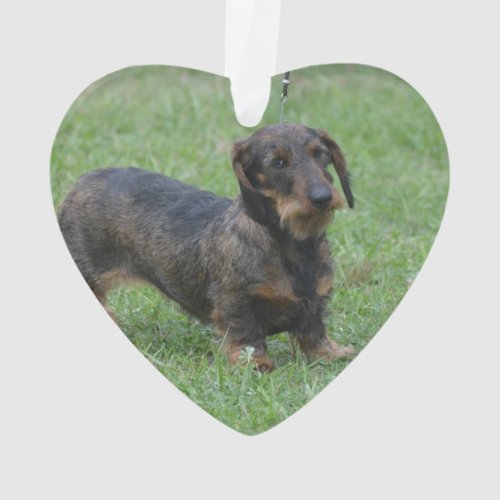 Cute Wire Haired Dachshund Ornament