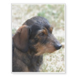 Cute Wire Haired Daschund Temporary Tattoos
