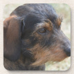 Cute Wire Haired Dashchund Drink Coaster