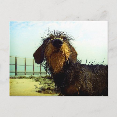 Cute wiredhair Dachshund at the beach Postcard