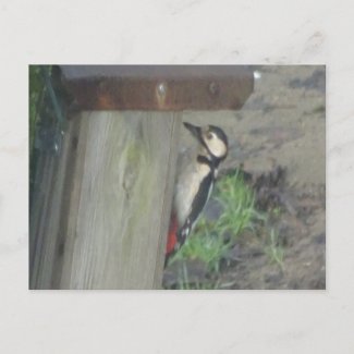 Cute Woodpecker on Nest Box DIY Postcard