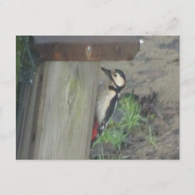 Cute Woodpecker on Nest Box DIY Postcard (Front)