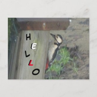 Cute Woodpecker on Nest Box HELLO Postcard