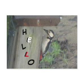 Cute Woodpecker on Nest Box HELLO Postcard