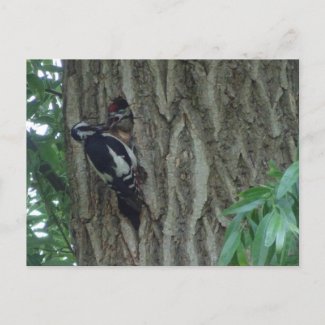 Cute Woodpecker with Youngling DIY Postcard