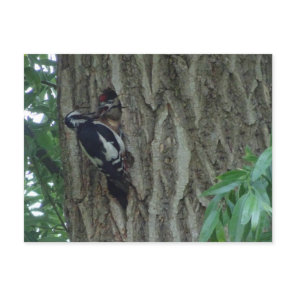 Cute Woodpecker with Youngling DIY Postcard