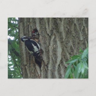 Cute Woodpecker with Youngling DIY Postcard