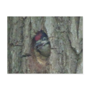 Cute Woodpecker Youngling DIY Postcard