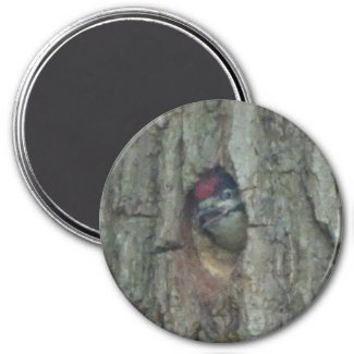 Cute Woodpecker Youngling Magnet