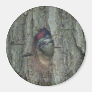 Cute Woodpecker Youngling Magnet