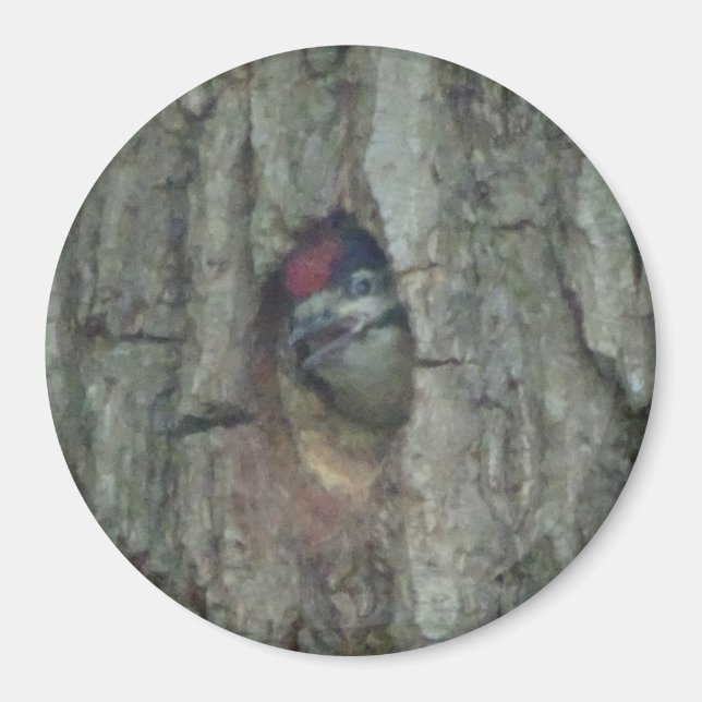 Cute Woodpecker Youngling Magnet (Front)