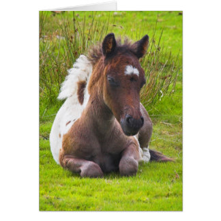 Cute Yearling Foal blank notelet / card