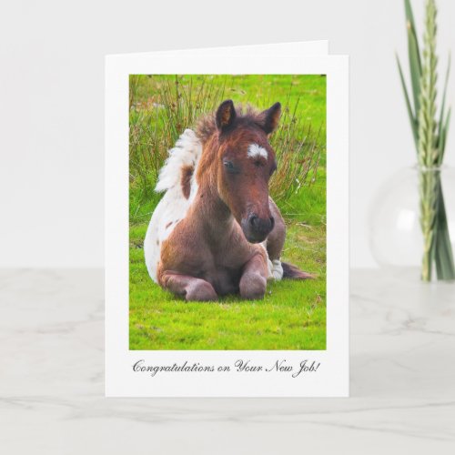 Cute Yearling Foal _ Congratulations on New Job Card