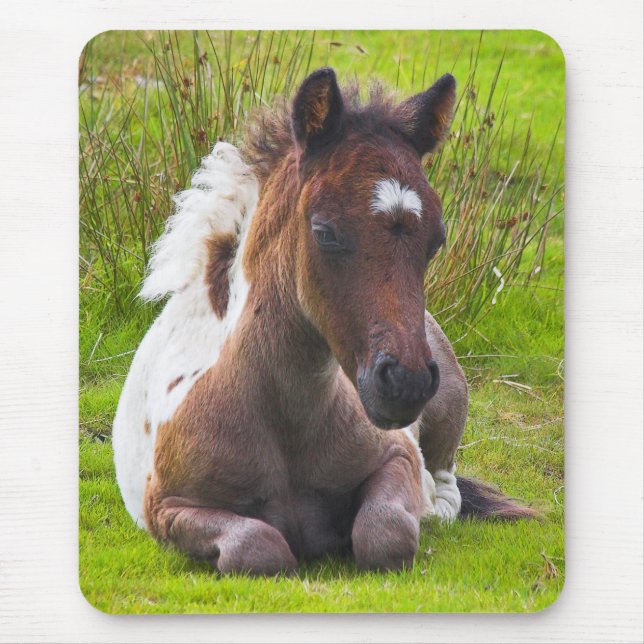 Cute Yearling Foal mousepad (Front)