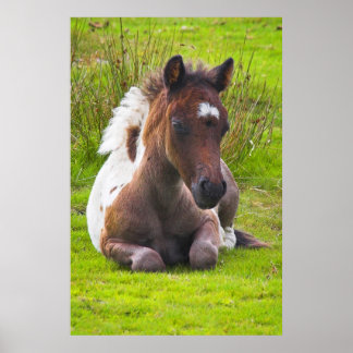 Cute Yearling Foal poster print