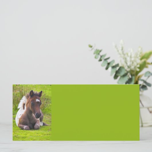 Cute Yearling Foal rack cards (Standing Front)