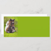 Cute Yearling Foal rack cards (Front/Back)