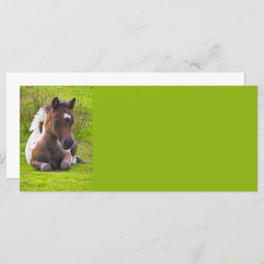 Cute Yearling Foal rack cards (Front/Back)