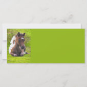 Cute Yearling Foal rack cards (Front)