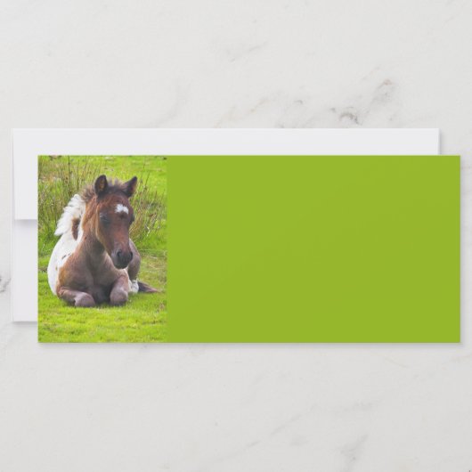 Cute Yearling Foal rack cards (Front)