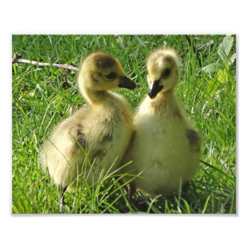 Cute Yellow Baby Canada Geese Gosling Pair Photo Print
