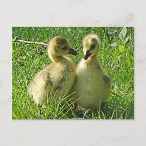 Cute Yellow Baby Canada Geese Gosling Pair Postcard