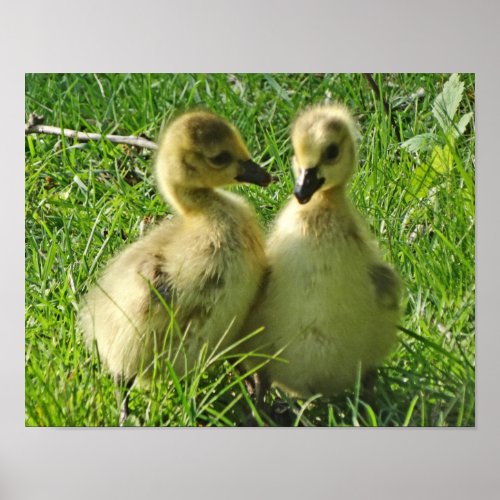 Cute Yellow Baby Canada Geese Gosling Pair Poster