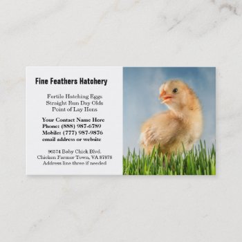 Cute Yellow Baby Chick Photo Business Card by CountryCorner at Zazzle