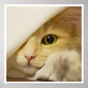 Cute Yellow Cat Face Peeking Out from Sheet Poster