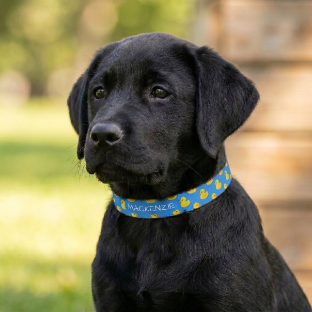 Cute Yellow Duck On Blue Pattern Personalized Pet Collar (Cute Yellow Duck On Blue Pattern Personalized Pet Collar
by Ricaso. Add your dogs name. )