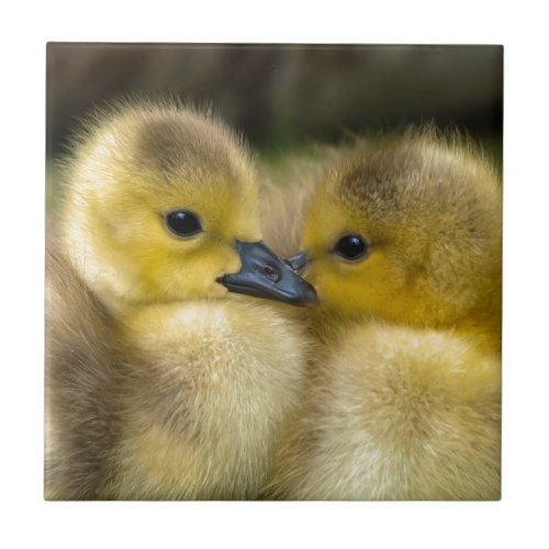 Cute Yellow Fluffy Ducklings Baby Ducks Ceramic Tile
