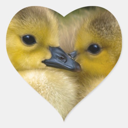 Cute Yellow Fluffy Ducklings Baby Ducks Heart Sticker