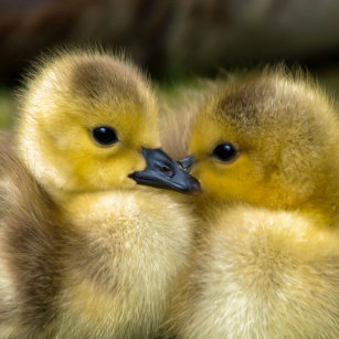 fluffy duck home furnishings accessories zazzle