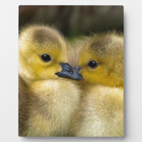 Cute Yellow Fluffy Ducklings Baby Ducks Plaque