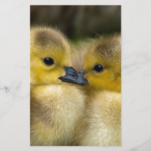 Cute Yellow Fluffy Ducklings Baby Ducks Stationery