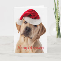 Cute Yellow Lab dog with Santa Hat Christmas card