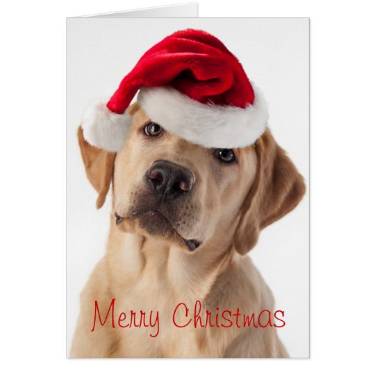 Cute Yellow Lab dog with Santa Hat Christmas card | Zazzle.com