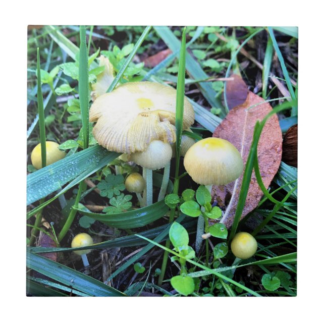 Cute Yellow Mushrooms, Oregon Ceramic Tile (Front)