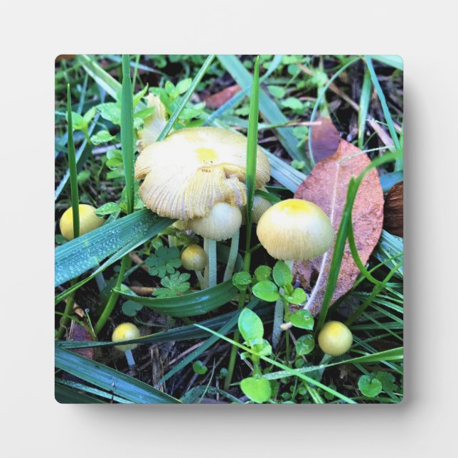 Cute Yellow Mushrooms, Oregon Plaque (Front)